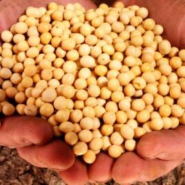 山东日照豆粕最新价格走势分析