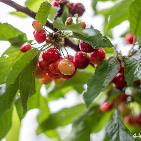 临沂樱桃价格行情最新分析