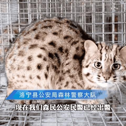 最新豹猫师傅狗全方位解析，品质、价格与选择指南