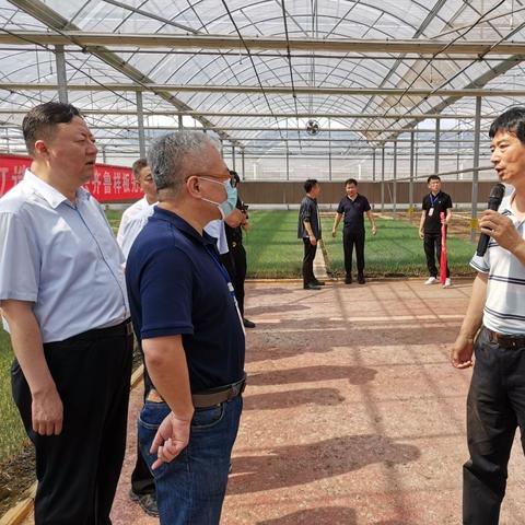 安丘大葱价格走势分析，最新动态报告