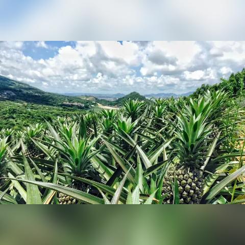 中山神湾最新规划揭秘
