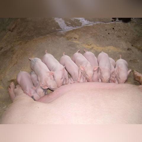 浙江生猪最新价格走势及分析