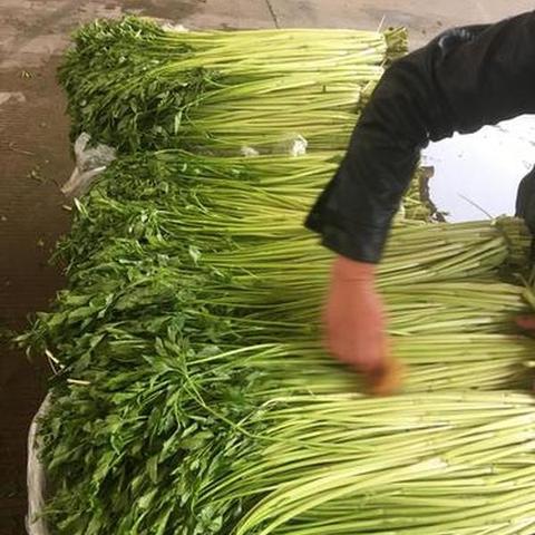 安徽土豆最新价格行情分析