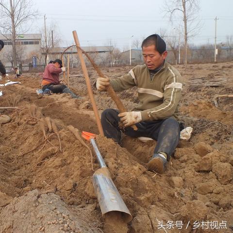 陈集山药价格走势分析