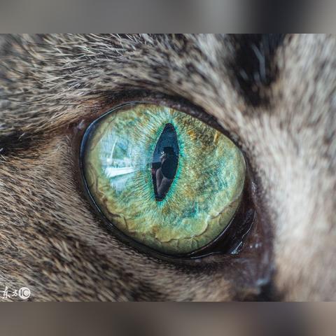 宝石猫最新作品揭秘，奇幻宝石世界之旅