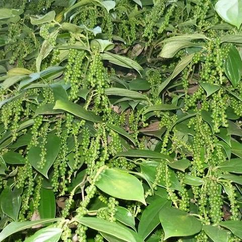 海南白胡椒最新价格走势分析