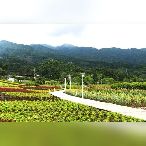 黄姚花海，绚丽自然画卷美不胜收