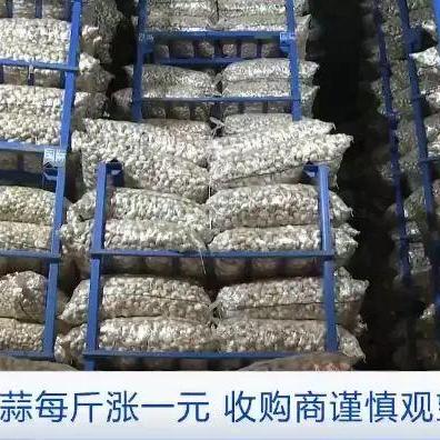 金乡大蒜今日价格走势分析