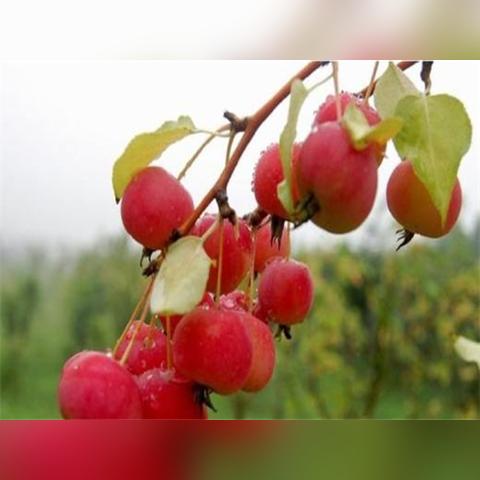 苹果新品种展示，科技与口感融合的果实魅力