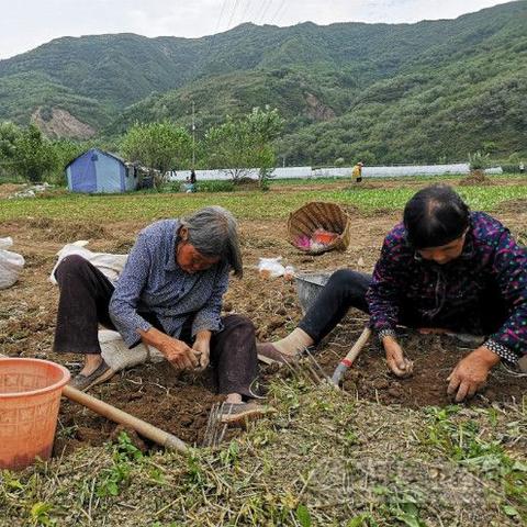 天麻最新价格表（2025年行情）