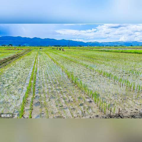 最新水稻抛秧机技术解析与前景展望