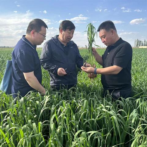 西部资源股票最新消息全面解读